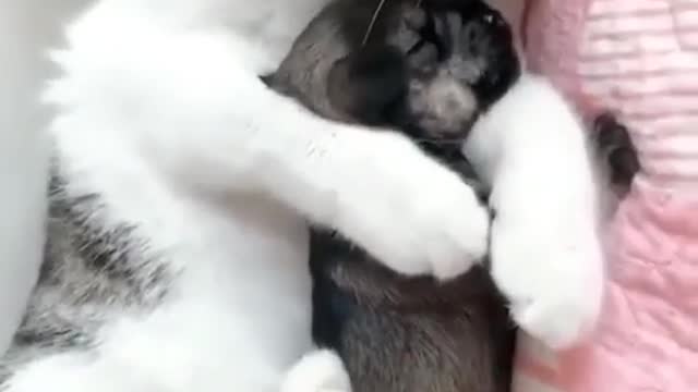 A Cute cat and dog sleeping together.