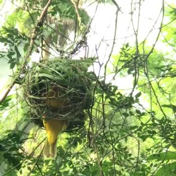 Weaver bird weaving nest