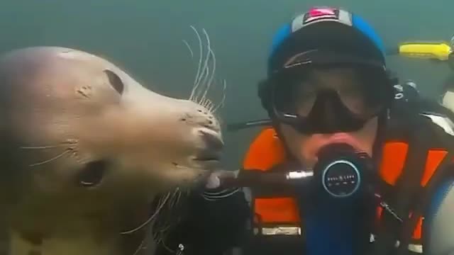 Diver with a sea dog