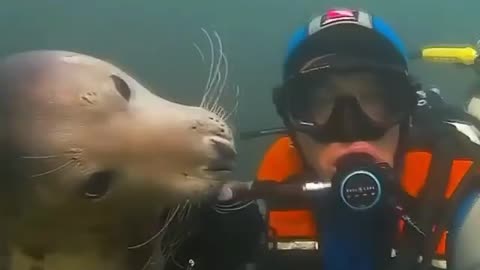 Diver with a sea dog