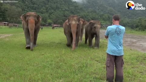 Elephant Comes Running Like A Puppy When Rescuer Calls Her Name