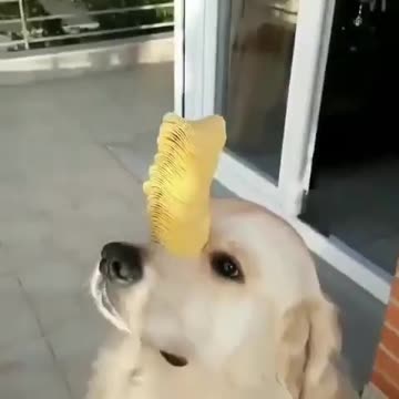 Best funny animal video in time
