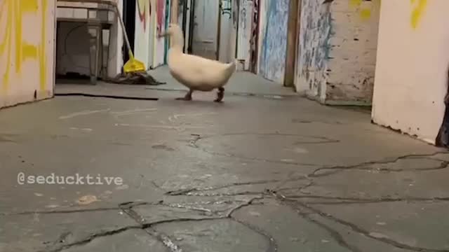 duck scary dark