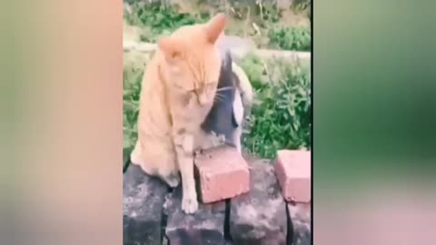 Funny_dog_video_and_cat_funny_video_Short Videos