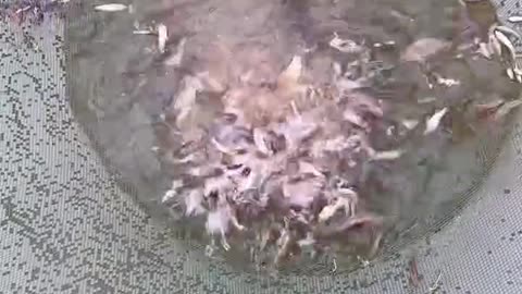 CATCH FISH LIKE THIS