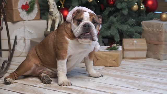 happy bulldog in santa hat at home at xmas