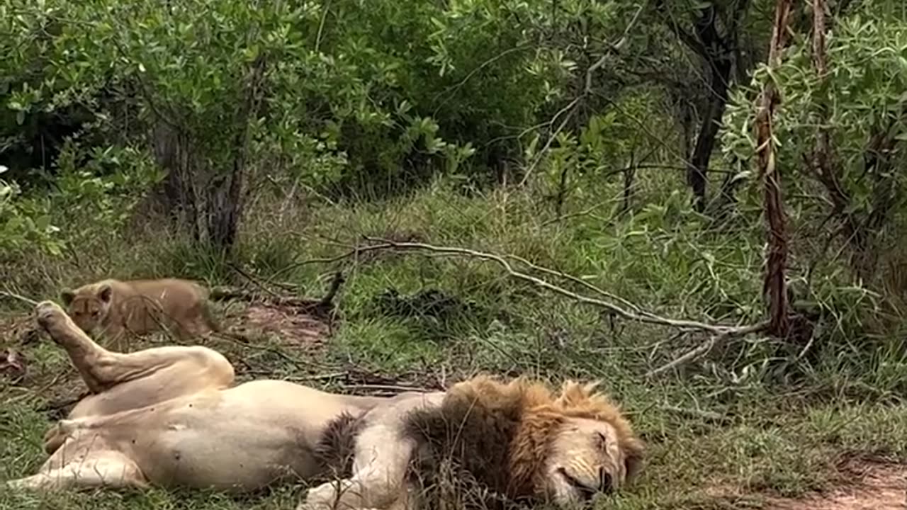 Incredible Lions...