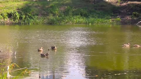 Multiple Ducks Standing on a Tree Limb in a Pond