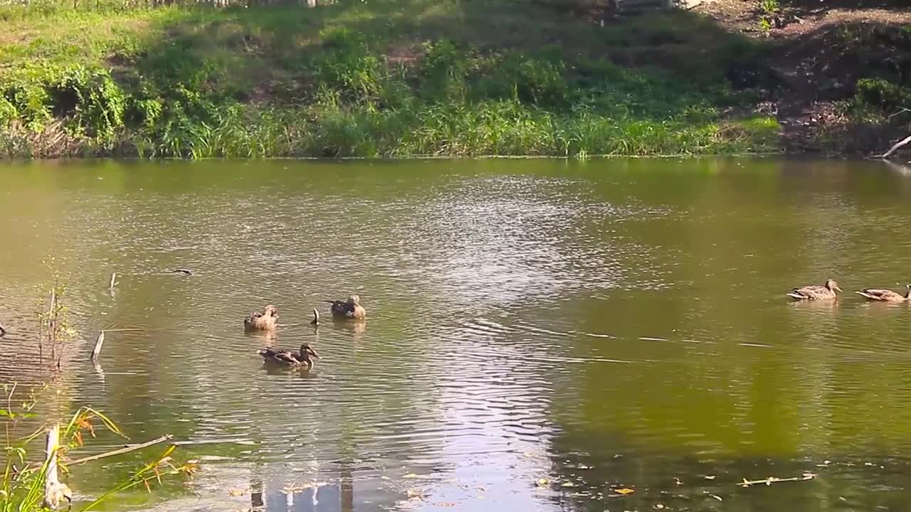 Multiple Ducks Standing on a Tree Limb in a Pond