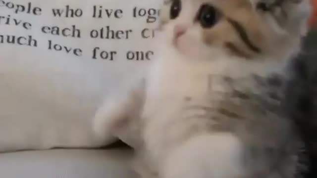 How cute is this cat when it plays