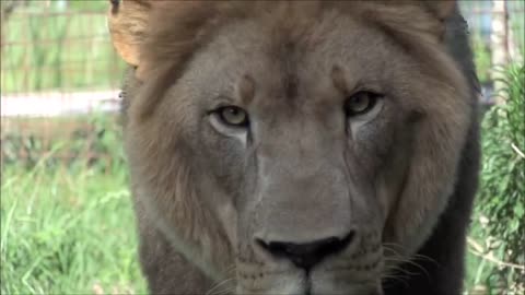 Lion is about to jump on the camera man