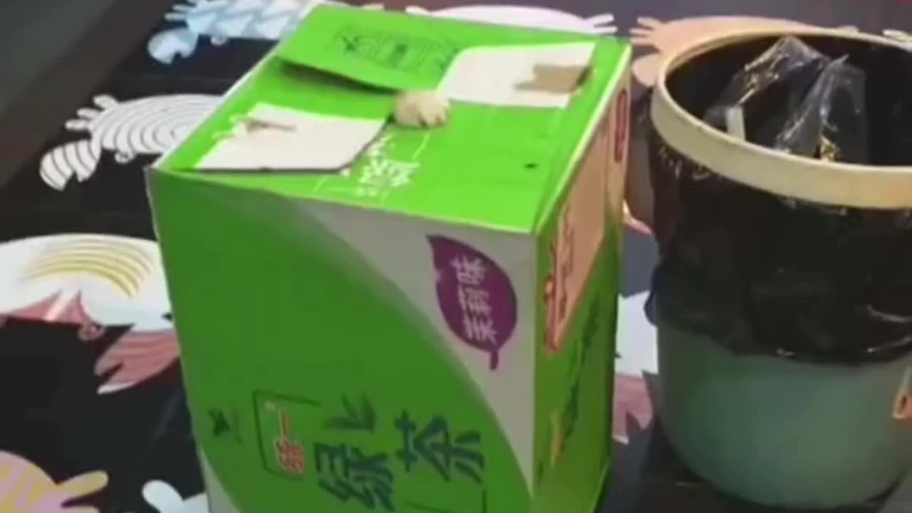 Funny & Cute Cats and Dogs 🥰🥰 #cats #dogs #reels #shorts #viral #pets #redfoxfolder