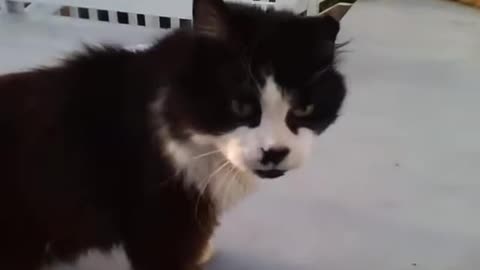 The Wonderful Fluffy Finds Himself a Snack