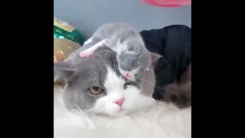 The CUTEST cats and their baby KITTENS
