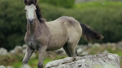 Beautiful Horse | cute Horse |Animal |
