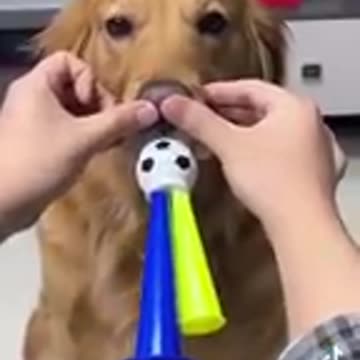 Funny animals dogs cats