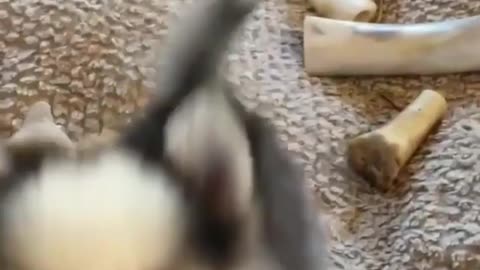 Play with you and play with you