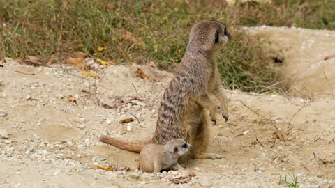 ANIMAL VIDEOS MOST ATTRACTIVE