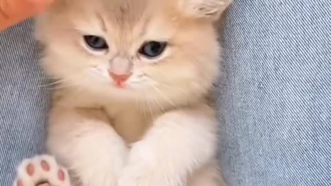 I want this cute kitten 🤭