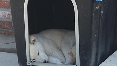 Sleeping jindo dog