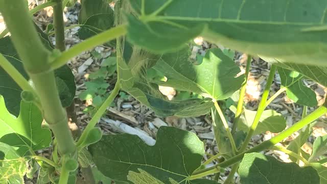 Chicago Hardy Fig Tree in record breaking Temps