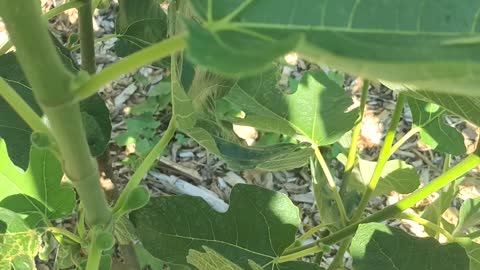 Chicago Hardy Fig Tree in record breaking Temps