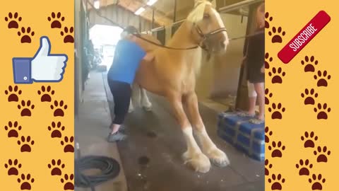 Funny horse videos 2022