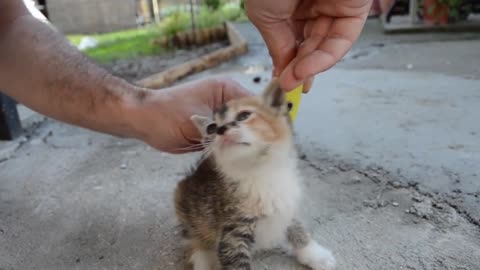 How to disable a Smart Cat