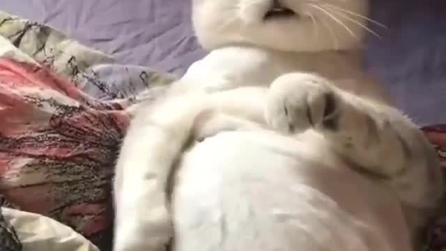 😂 Cat Funny # Funny vídeos # 1