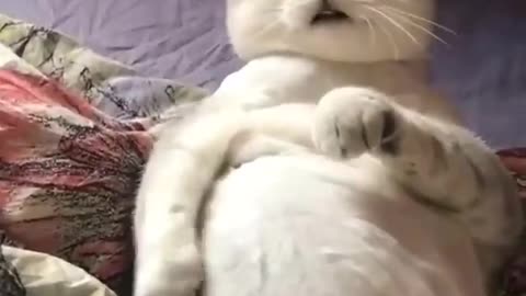 😂 Cat Funny # Funny vídeos # 1