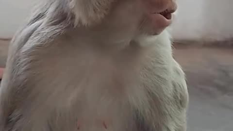 Funny moment with monkey