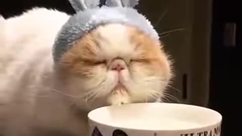 Sleeping cat ))