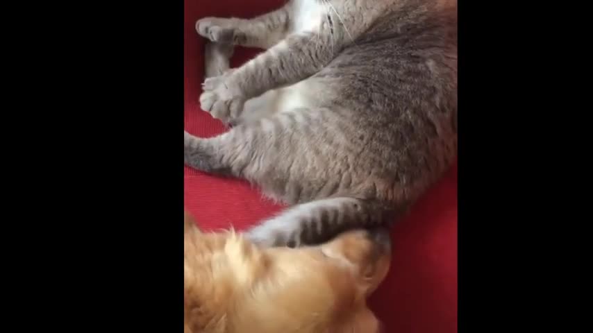 Dog Cute Funny video #doglover #viral)