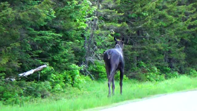 Moose on the Loose