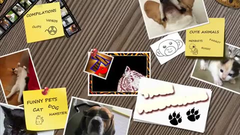 Animal never fail to make us laugh - super funny