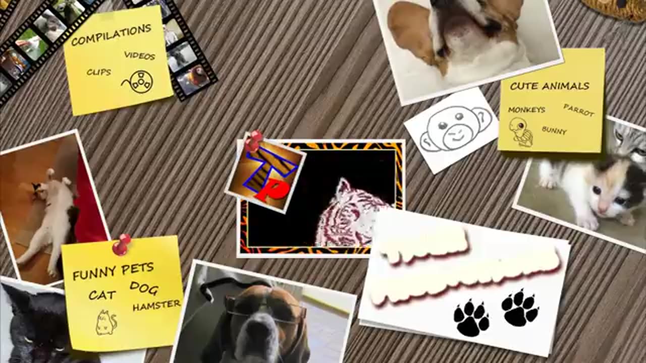Animal never fail to make us laugh - super funny