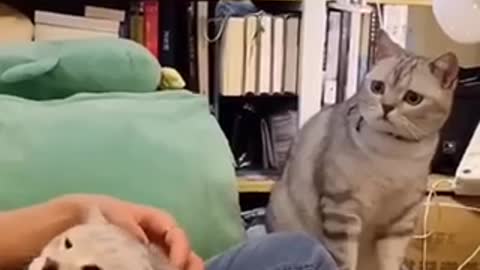 Funny cat videos 2