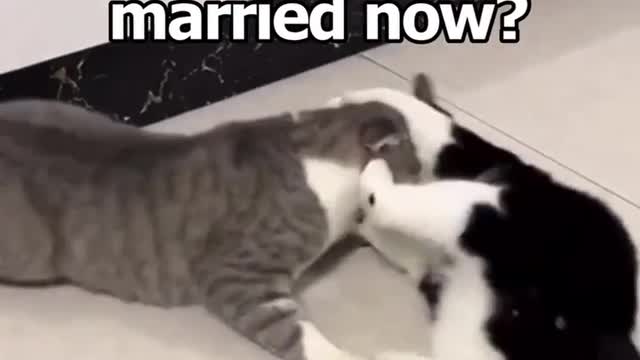 Jumpy cat's. So funny 😂
