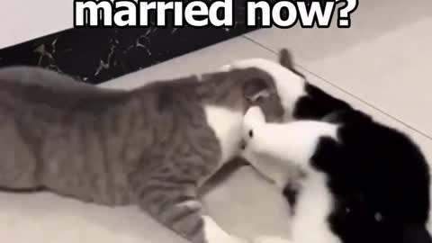 Jumpy cat's. So funny 😂
