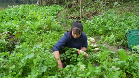 Harvesting Radish Goes To Market Sell - Sugarcane gardens were destroyed