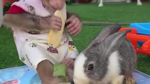Picnic Time: Monkey Takes Bunny for a Ride in a Wheelbarrow