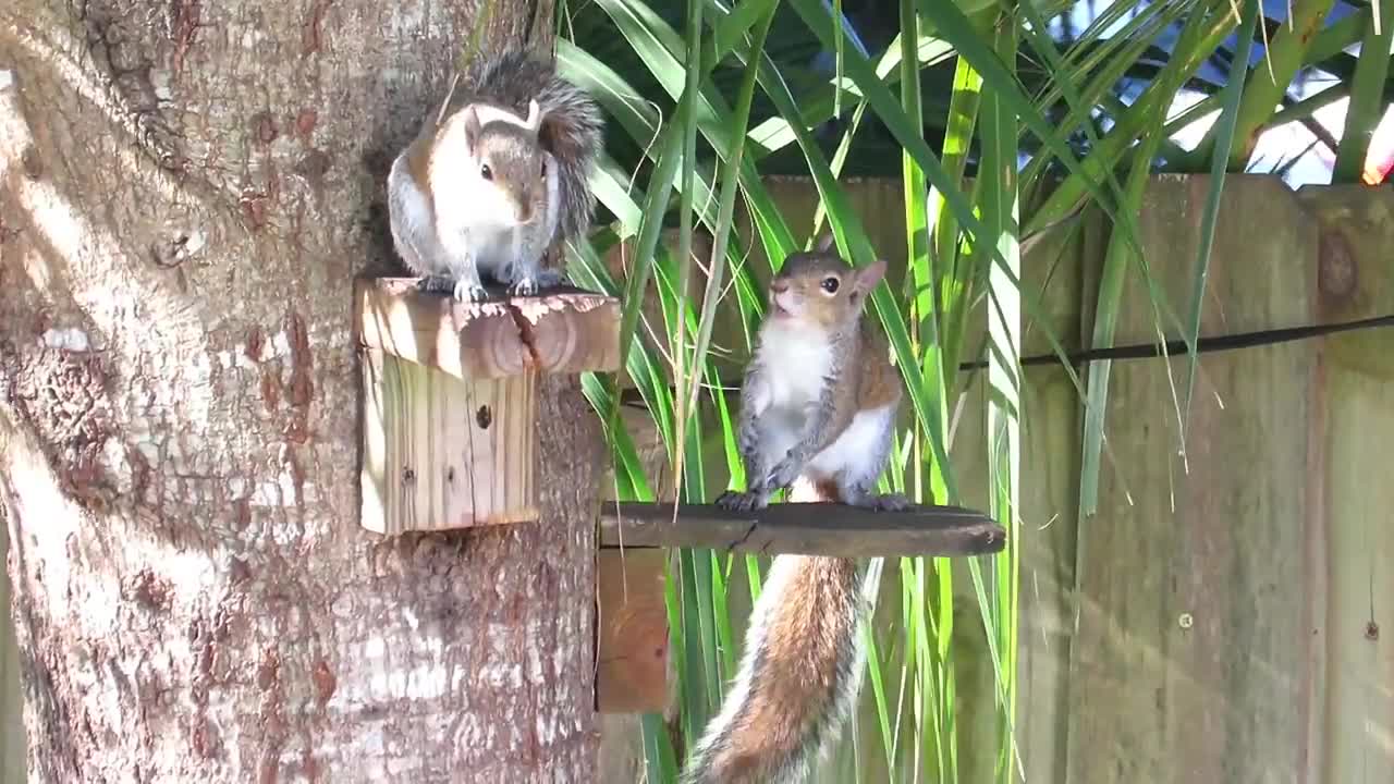 Cute Young Squirrels Playing Funny - Animal Videos #02