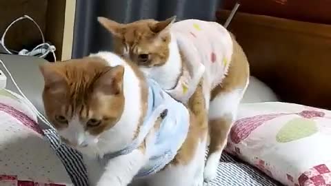 Cat tormenting brother
