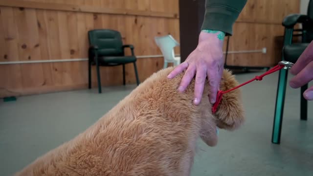 Safely correct your dog on the leash!