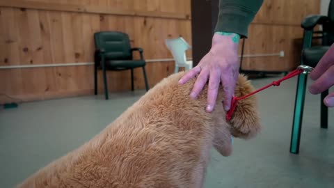 Safely correct your dog on the leash!
