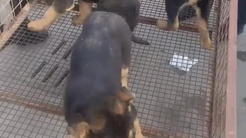 Awesome dogs very cute pet's lovely moments