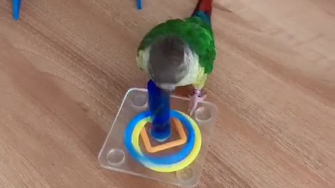 playful parrot