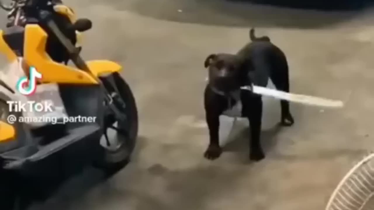 Cute and Funny Animal Video😂|| Funniest Viral Puppy Cat clips😹||