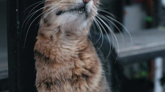 tabby-cat-rubbing-against-a-wooden-frame