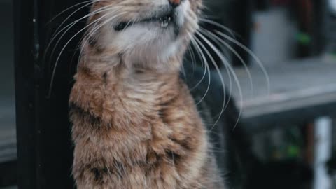 tabby-cat-rubbing-against-a-wooden-frame